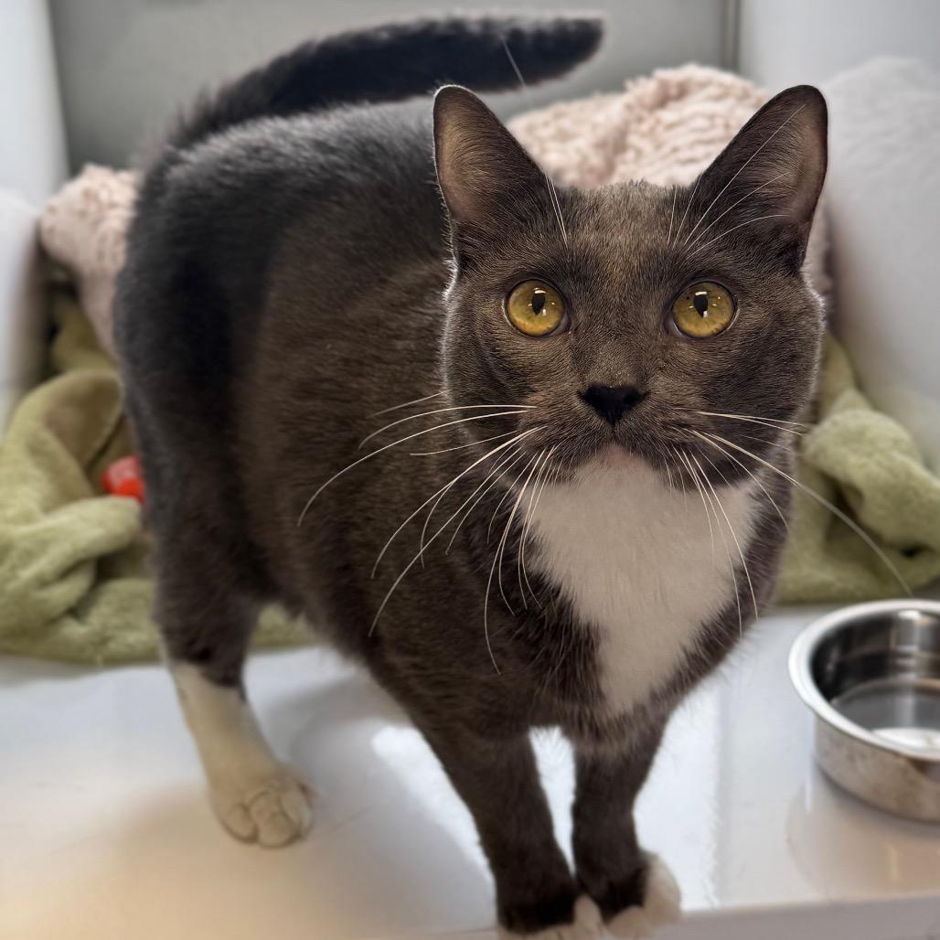 Jazzy, a Adoptable Domestic Short Hair in Alexandria, VA image 4/6