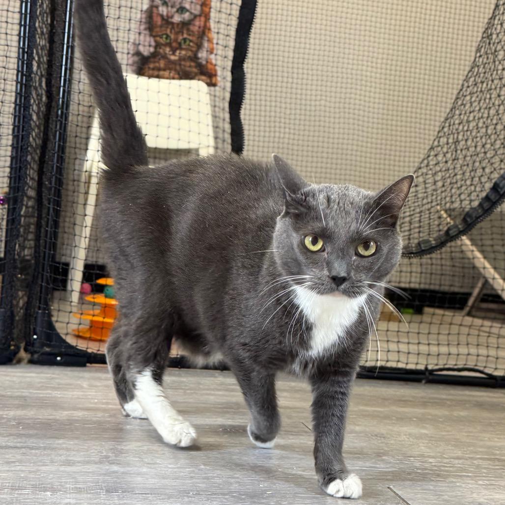 Enlarge Jazzy, a Adoptable Domestic Short Hair in Alexandria, VA image 3/6