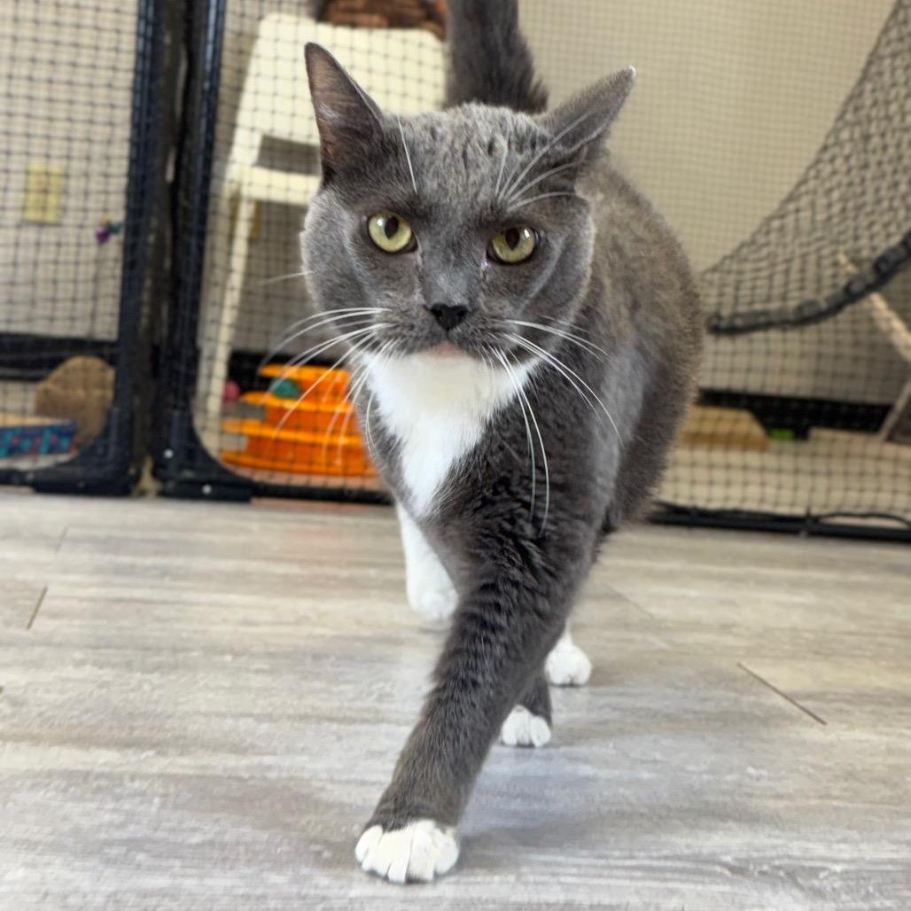 Enlarge Jazzy, a Adoptable Domestic Short Hair in Alexandria, VA image 5/6