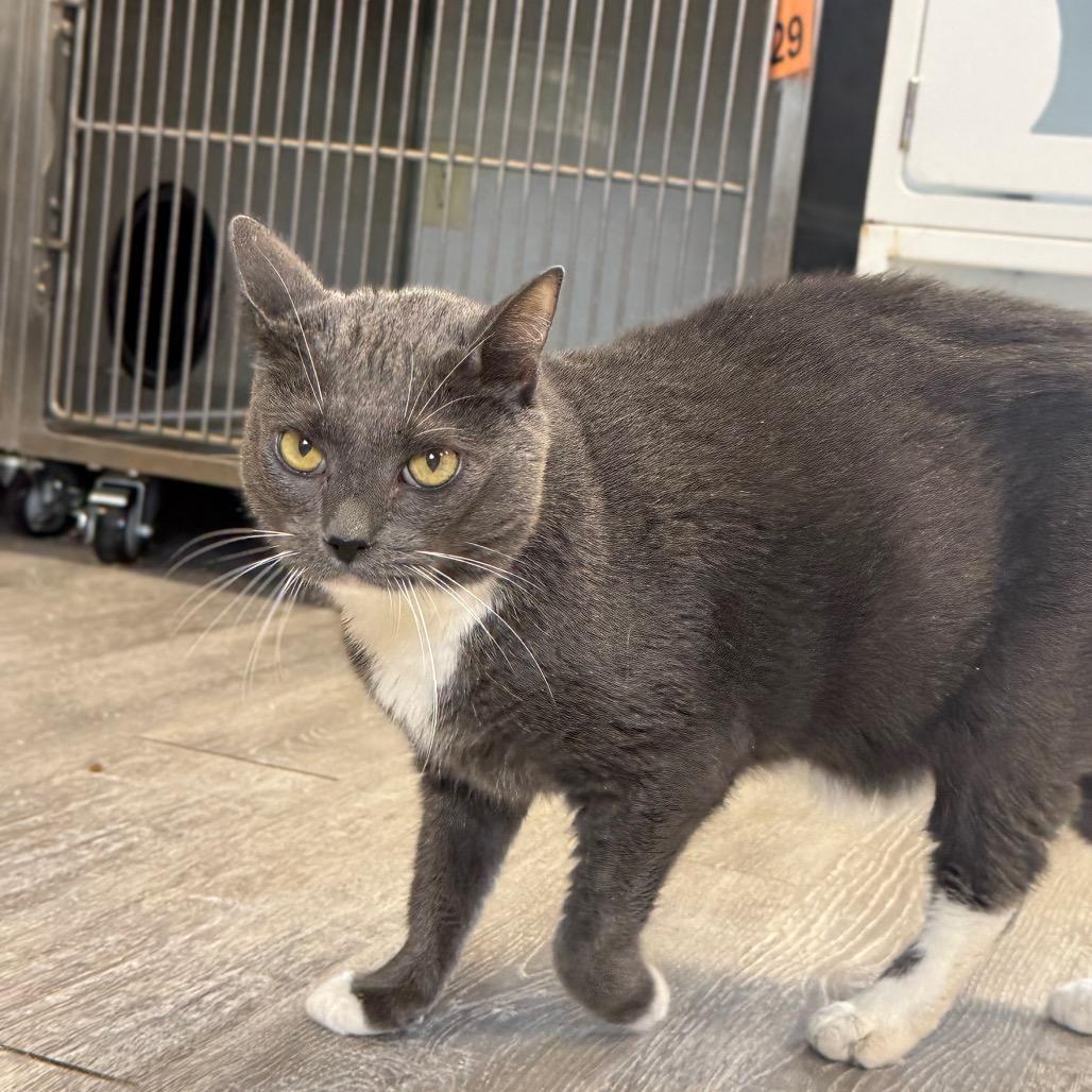 Jazzy, a Adoptable Domestic Short Hair in Alexandria, VA image 5/6