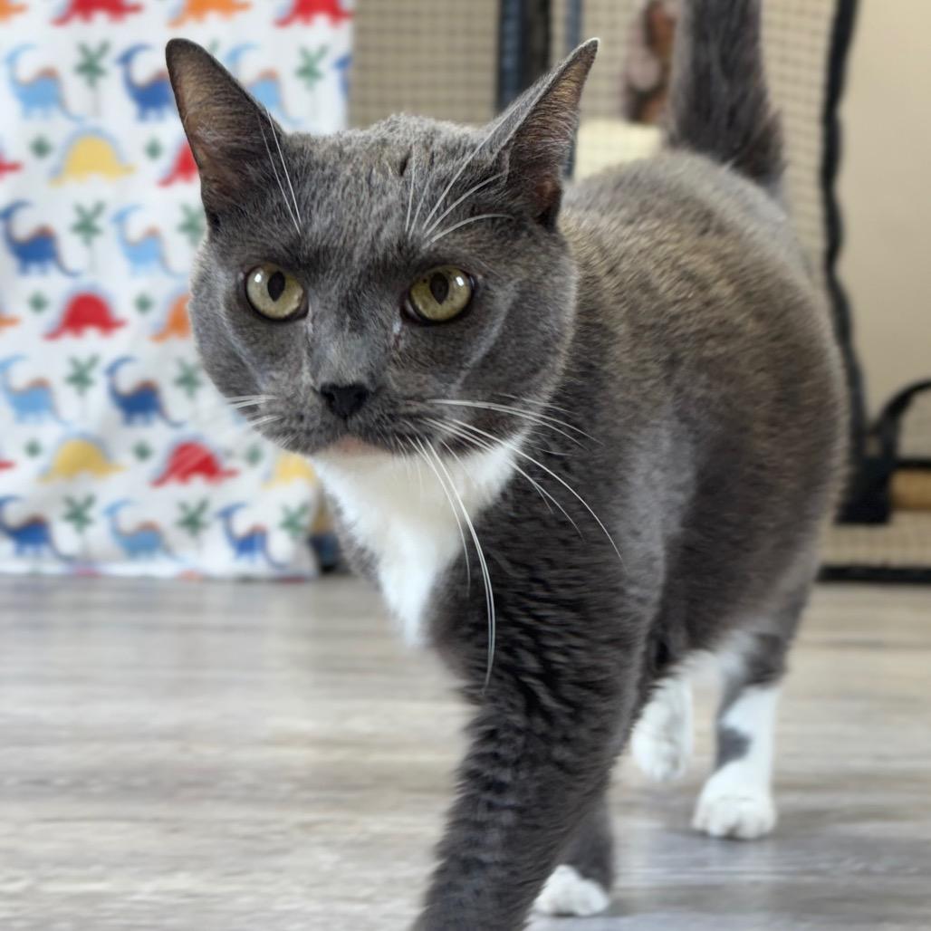 Jazzy, a Adoptable Domestic Short Hair in Alexandria, VA image 6/6