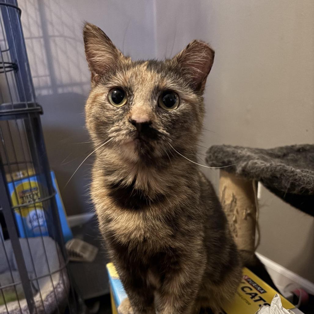 Rose **Off-Site Foster Home**, Adoptable, Young Female Domestic Short Hair.