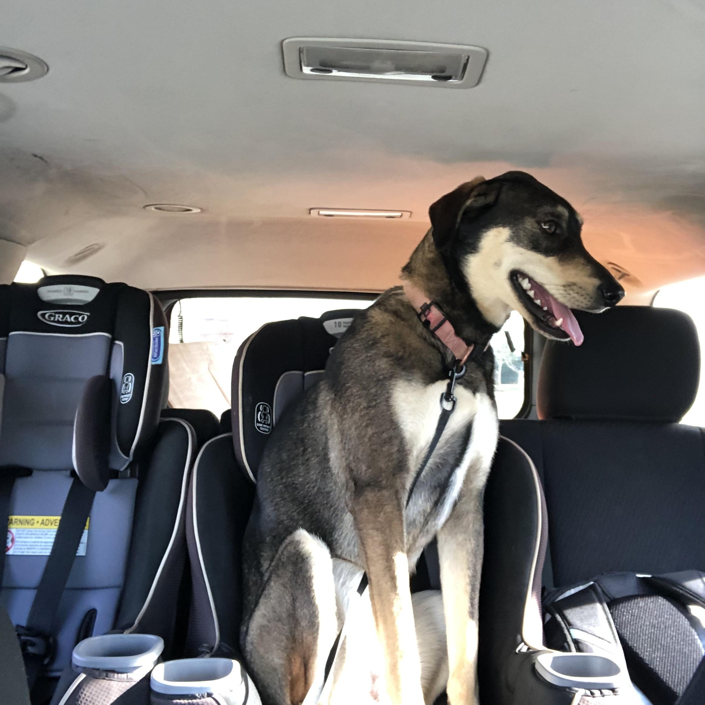 Enlarge Nala- Springfield , a Adoptable mixed breed in Springfield , IL image 6/6