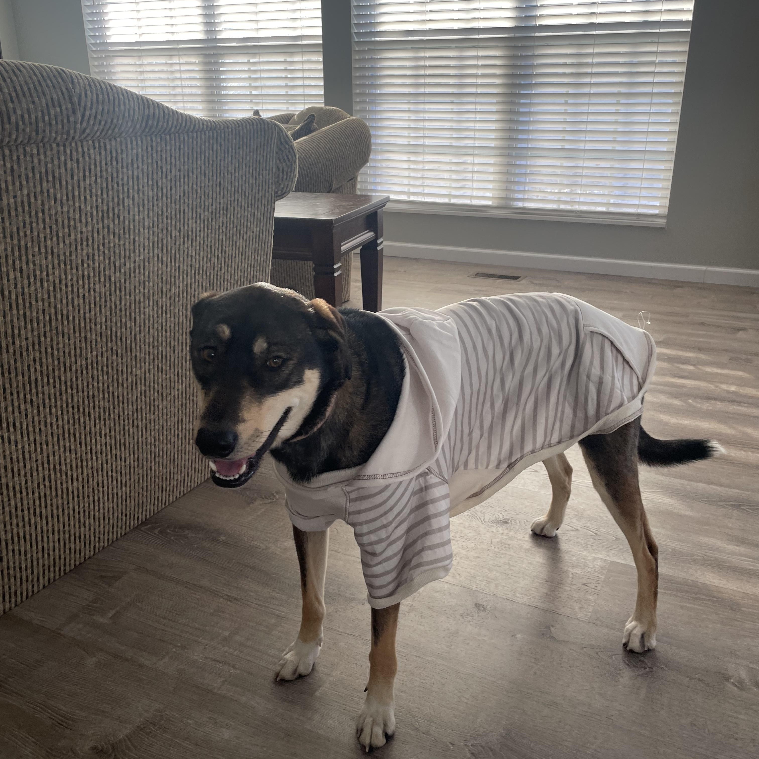 Enlarge Nala- Springfield , a Adoptable mixed breed in Springfield , IL image 3/6