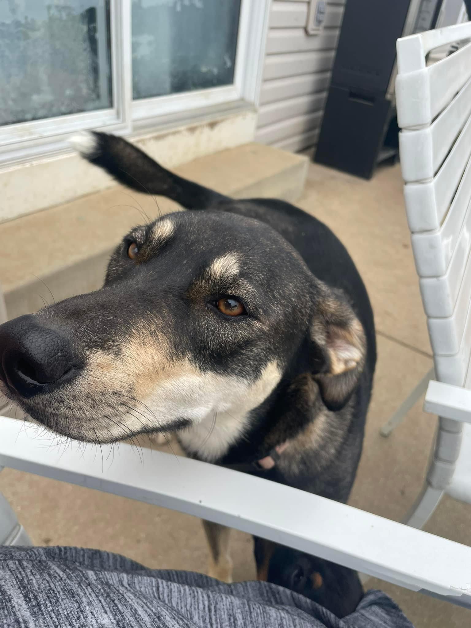 Enlarge Nala- Springfield , a Adoptable mixed breed in Springfield , IL image 5/6