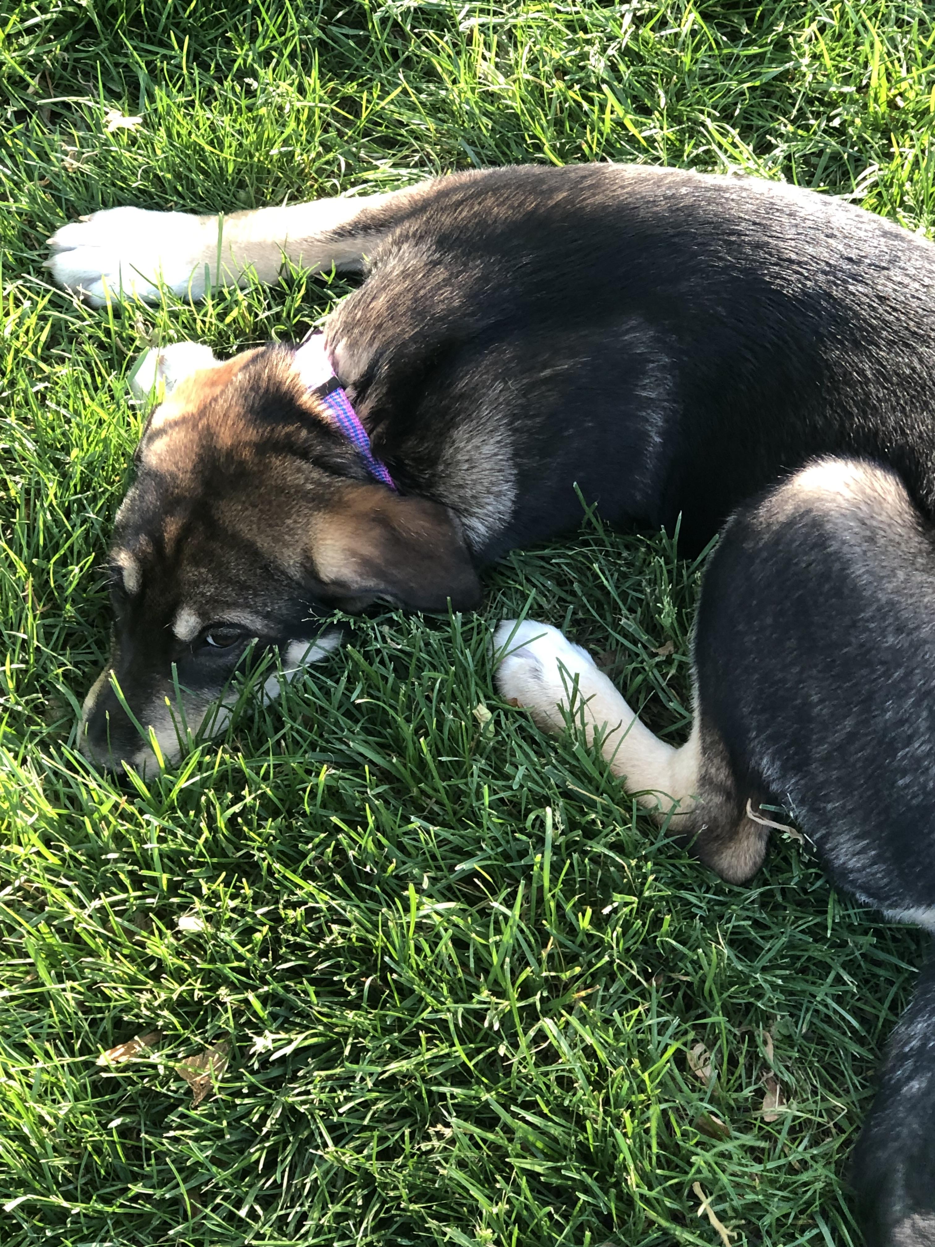 Enlarge Nala- Springfield , a Adoptable mixed breed in Springfield , IL image 4/6