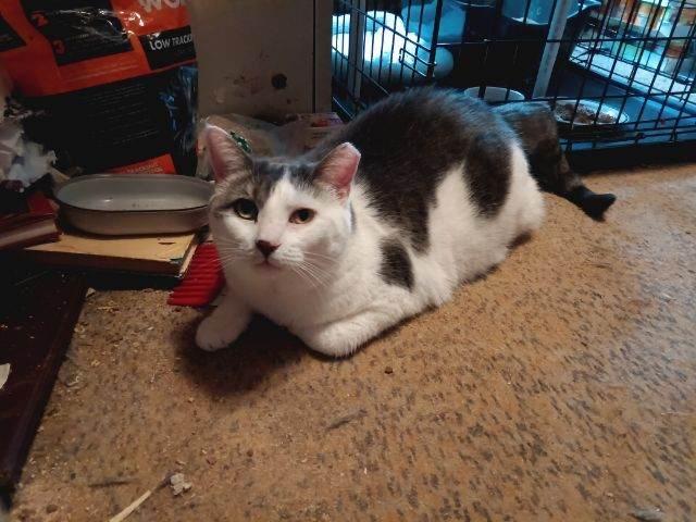 Snuggles, Adoptable, Senior Female Domestic Short Hair.