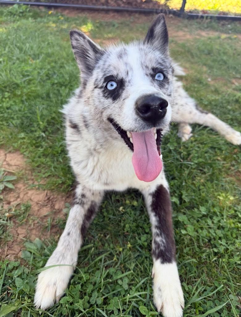 Enlarge Orca, a Adoptable mixed breed in Burnsville, NC image 1/6