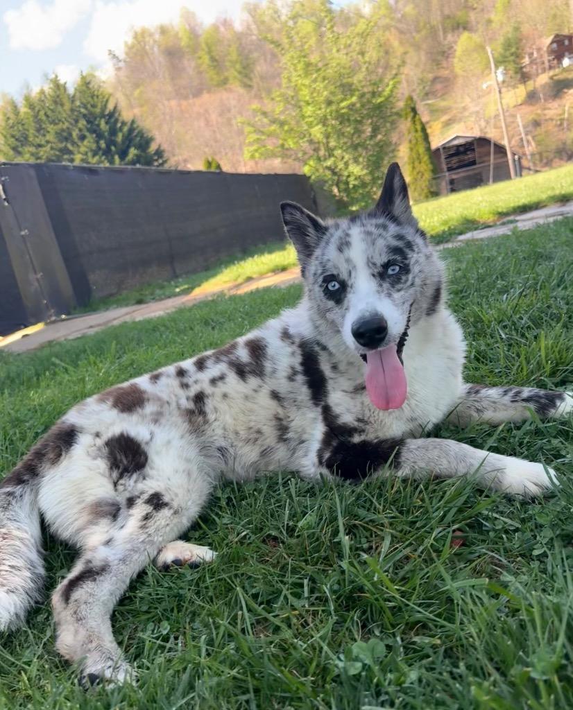 Enlarge Orca, a Adoptable mixed breed in Burnsville, NC image 2/6