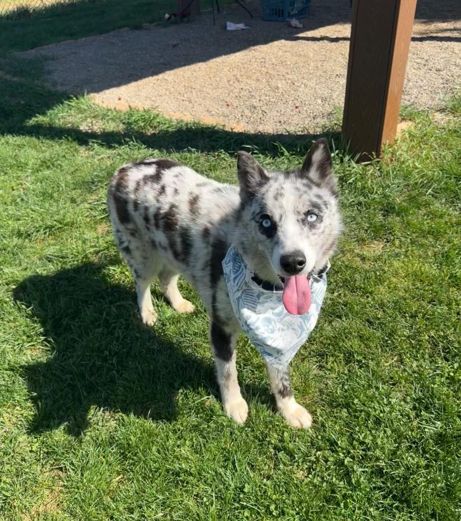 Enlarge Orca, a Adoptable mixed breed in Burnsville, NC image 3/6