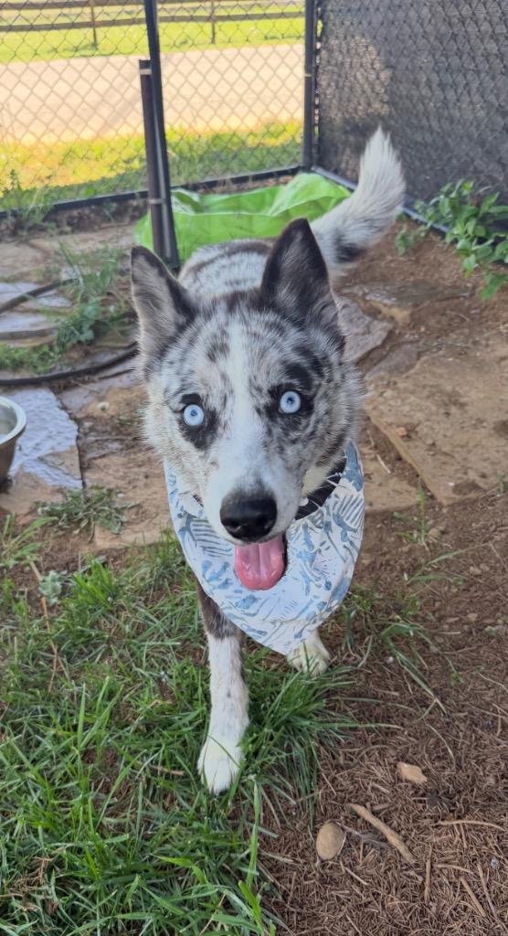 Enlarge Orca, a Adoptable mixed breed in Burnsville, NC image 4/6