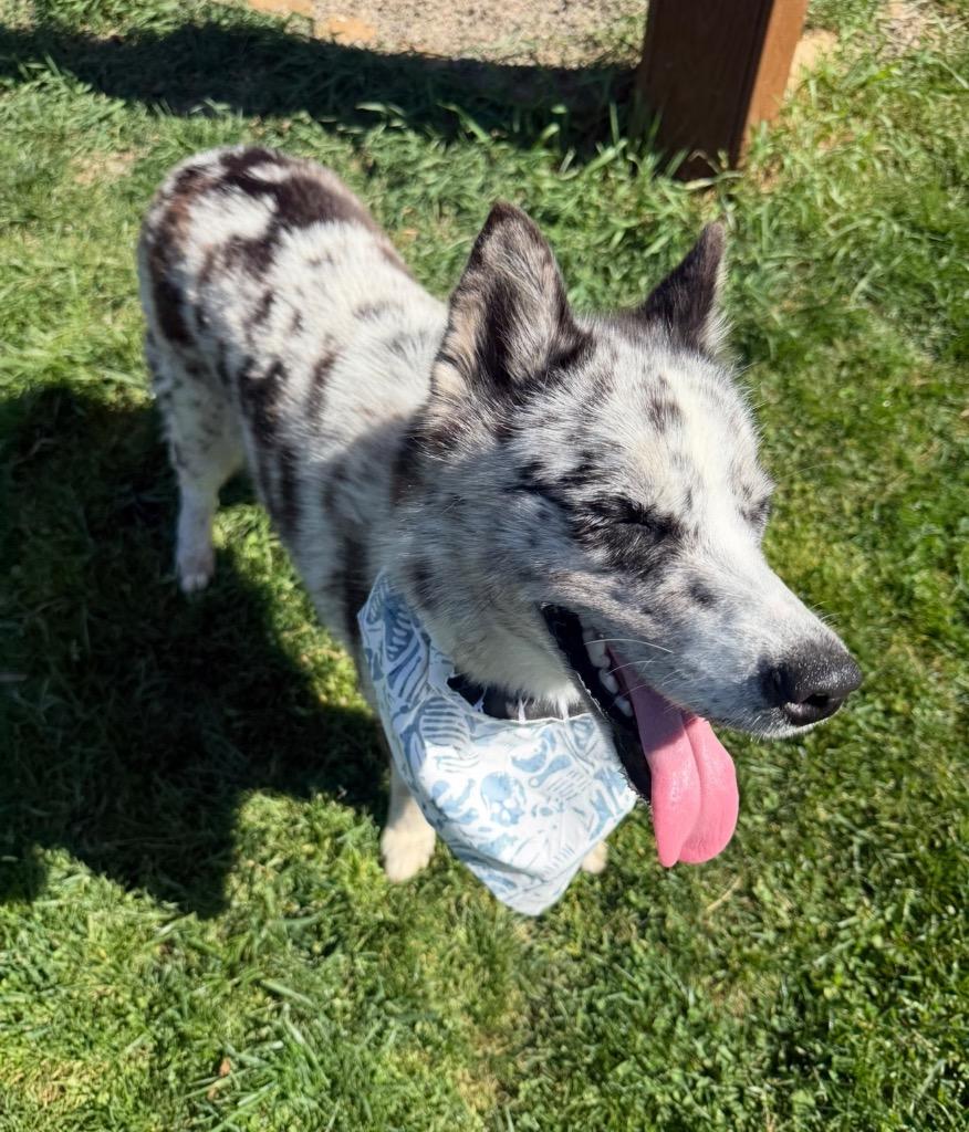 Enlarge Orca, a Adoptable mixed breed in Burnsville, NC image 5/6