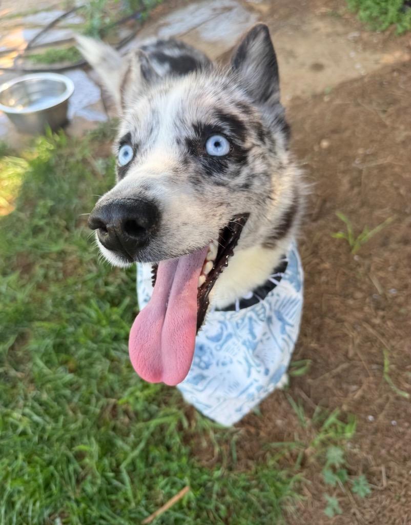Enlarge Orca, a Adoptable mixed breed in Burnsville, NC image 6/6