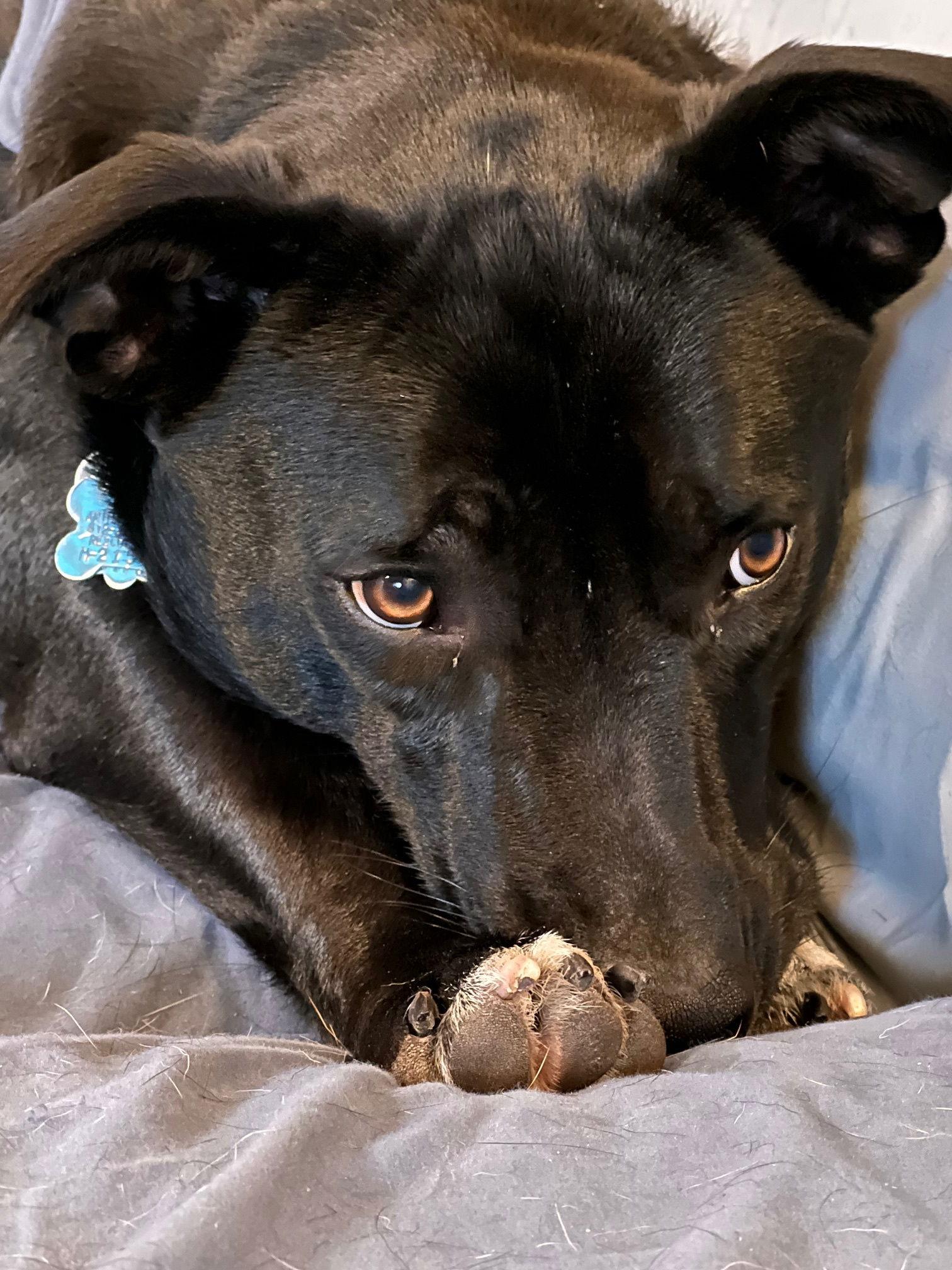 Moto, Adoptable, Adult Male Basset Hound & American Staffordshire Terrier.