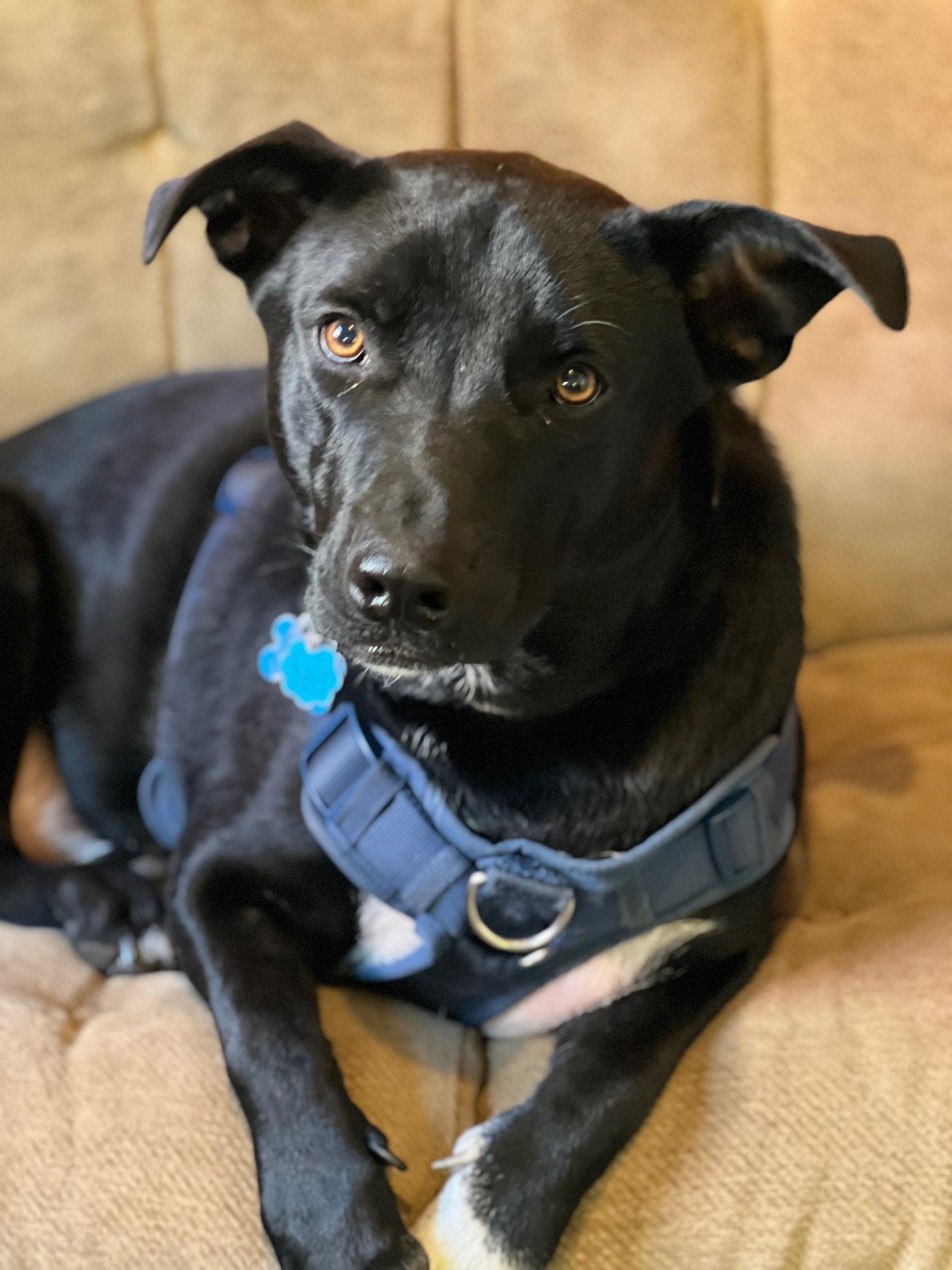 Moto, a Adoptable mixed breed in Minneapolis, MN image 2/3