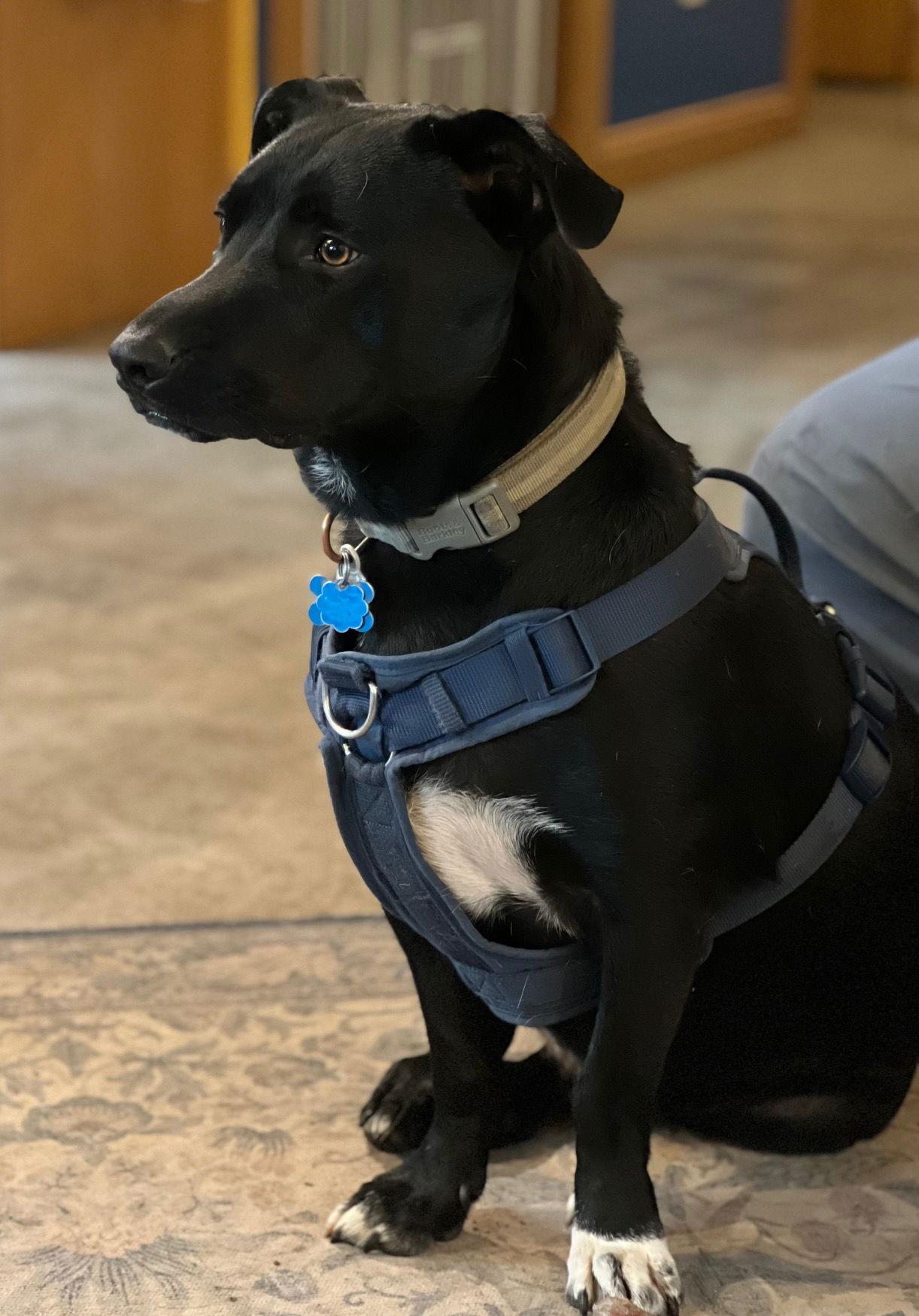 Moto, a Adoptable mixed breed in Minneapolis, MN image 3/3