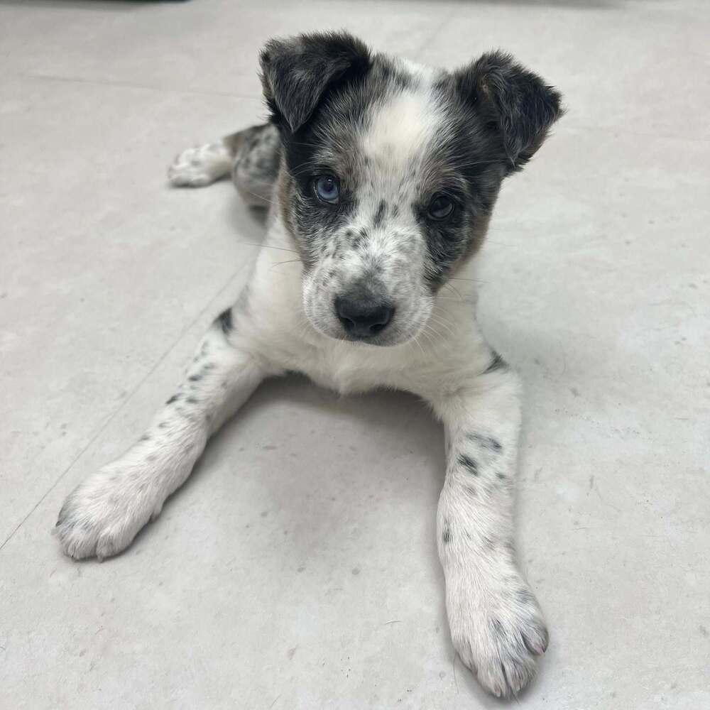 Enlarge Beau #1227, a ADOPTABLE mixed breed in Allen, TX image 3/3