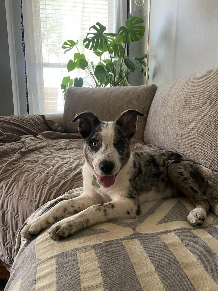 Enlarge Beau #1227, a ADOPTABLE mixed breed in Allen, TX image 2/3