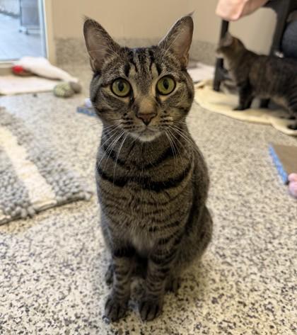 Enlarge Stella Rose (& Princess Star), a Adoptable mixed breed in Fairfax, VA image 2/3