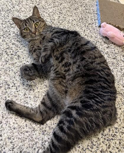 Enlarge Stella Rose (& Princess Star), a Adoptable mixed breed in Fairfax, VA image 3/3
