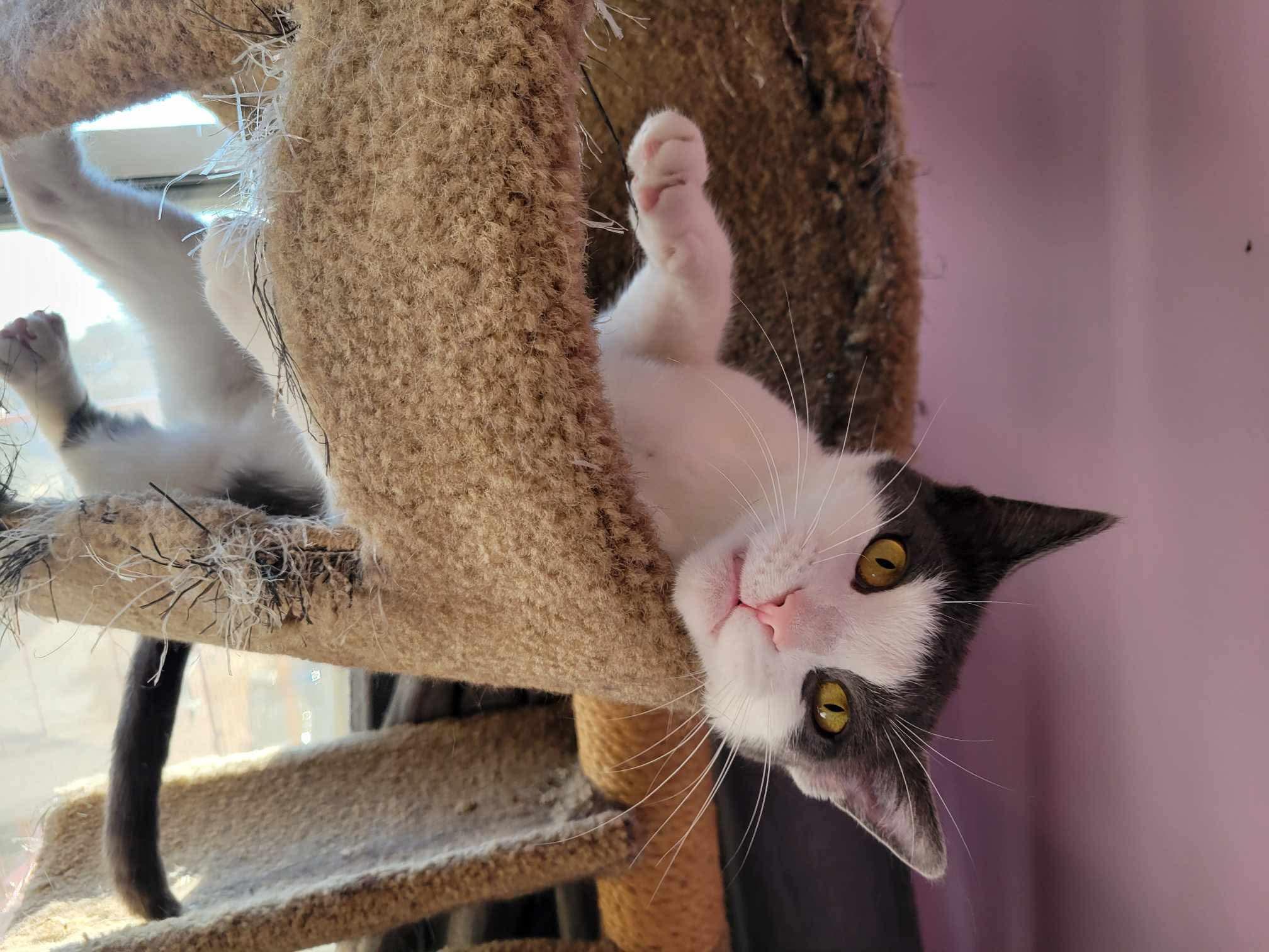 Enlarge Mercy, a Adoptable Domestic Short Hair in Brooklyn, NY image 1/5