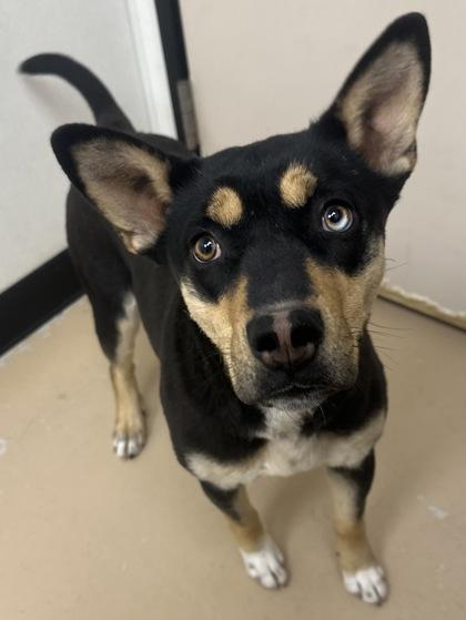 Enlarge Rose, a Adoptable mixed breed in Phoenix, AZ image 1/3