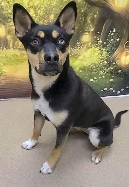 Enlarge Rose, a Adoptable mixed breed in Phoenix, AZ image 2/3