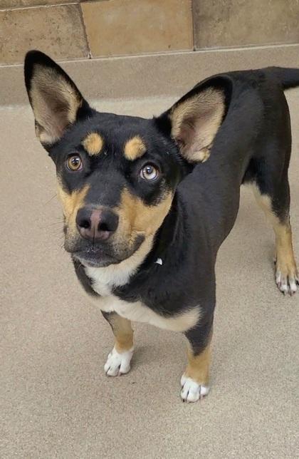 Enlarge Rose, a Adoptable mixed breed in Phoenix, AZ image 3/3