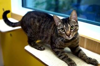 Enlarge Greta, a Adoptable mixed breed in North Miami Beach, FL image 1/1