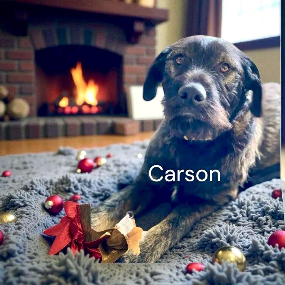 Enlarge Carson, a Adopted mixed breed in West Bloomfield, MI image 1/6