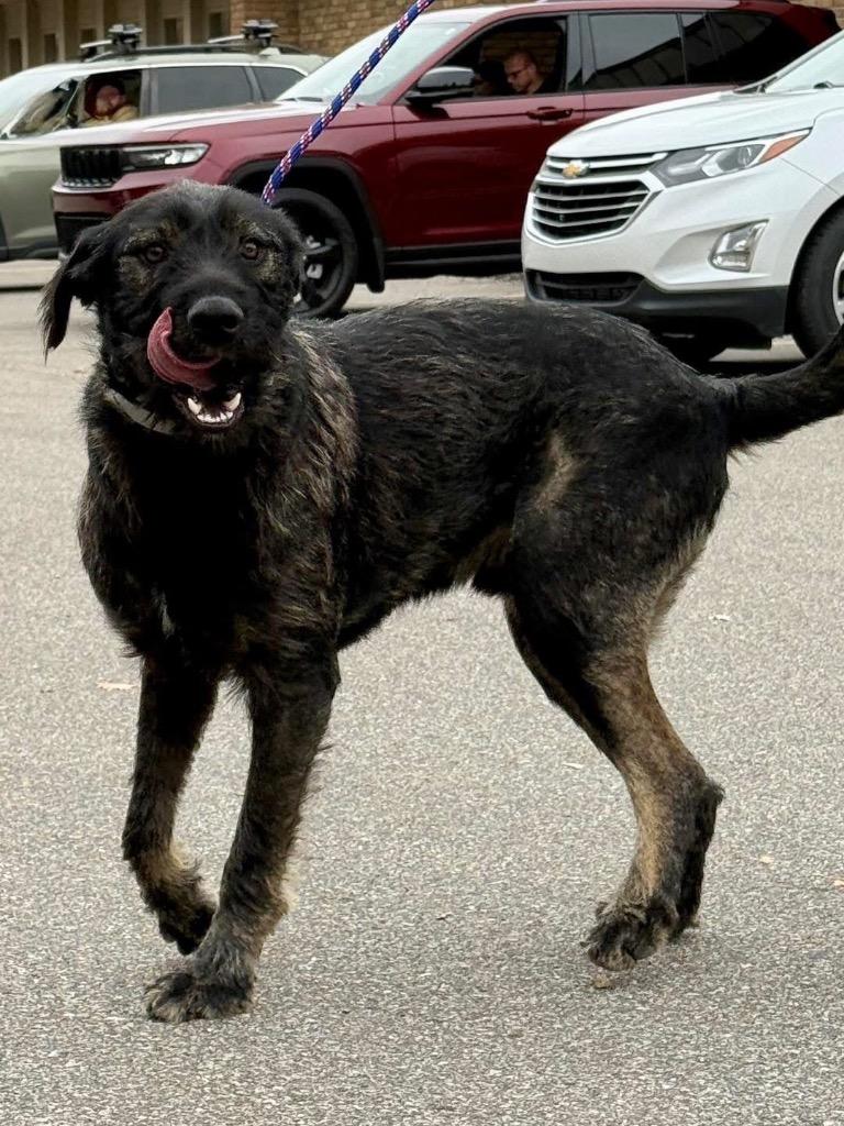 Carson, Adoptable, Young Male Terrier.