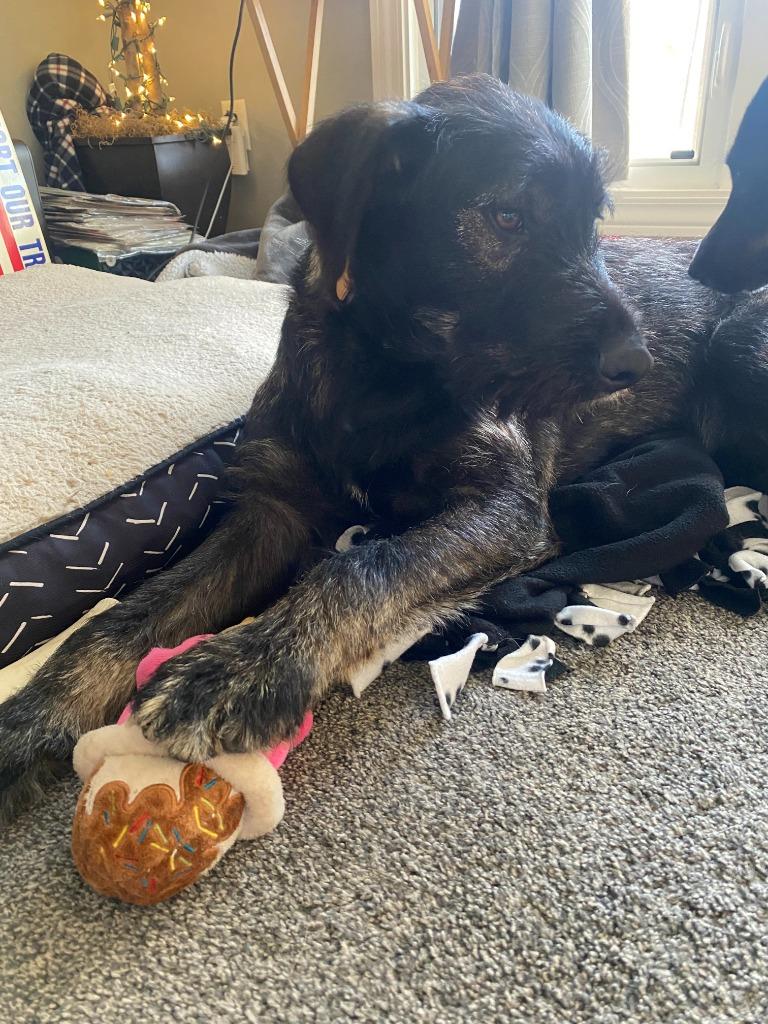 Enlarge Carson, a Adoptable mixed breed in West Bloomfield, MI image 2/6