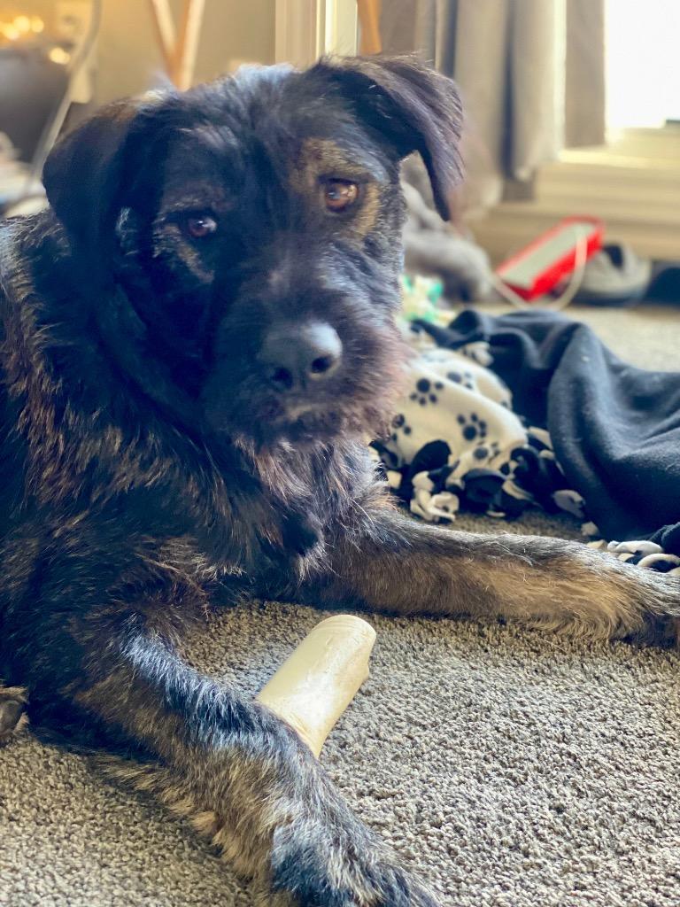 Enlarge Carson, a Adoptable mixed breed in West Bloomfield, MI image 5/6