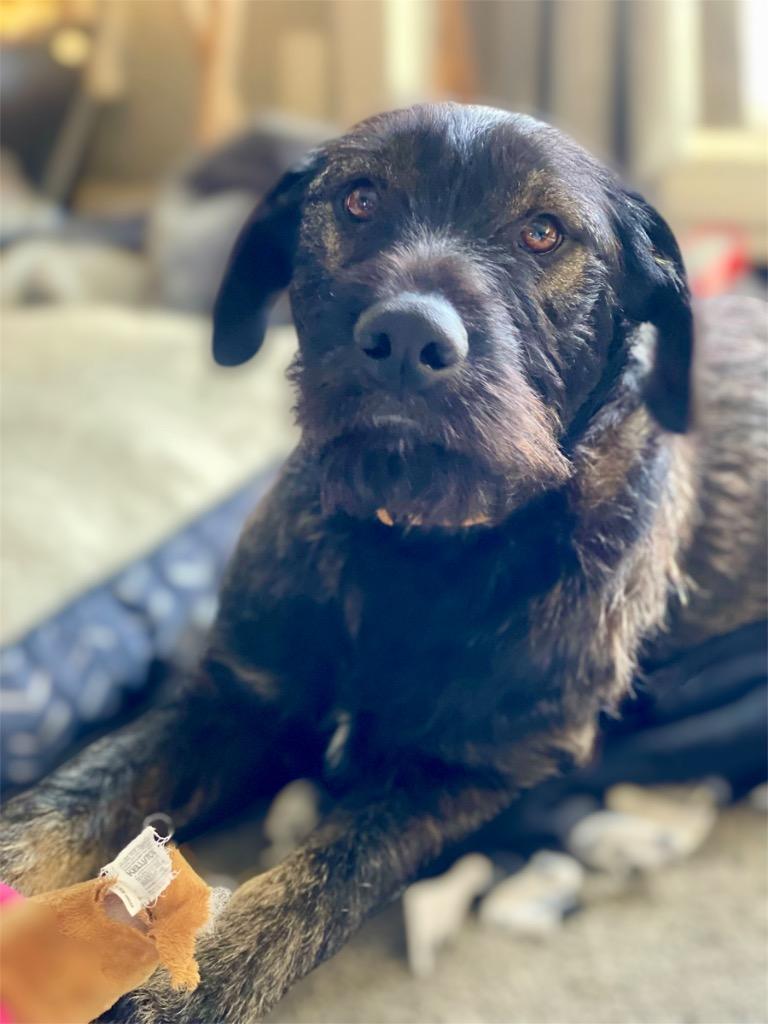 Enlarge Carson, a Adoptable mixed breed in West Bloomfield, MI image 6/6