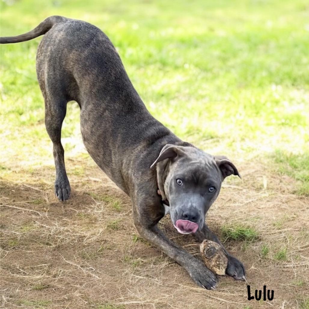 Lulu, Adoptable, Young Female Pit Bull Terrier.