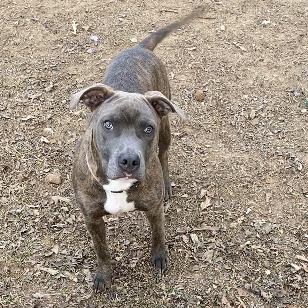 Enlarge Lulu, a Adoptable Pit Bull Terrier in Wadena, MN image 2/3