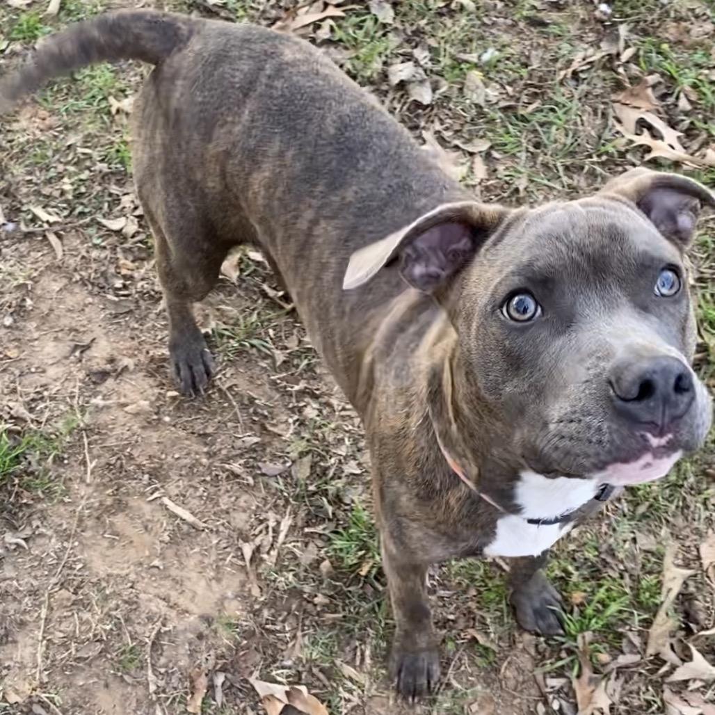 Enlarge Lulu, a Adoptable Pit Bull Terrier in Wadena, MN image 3/3