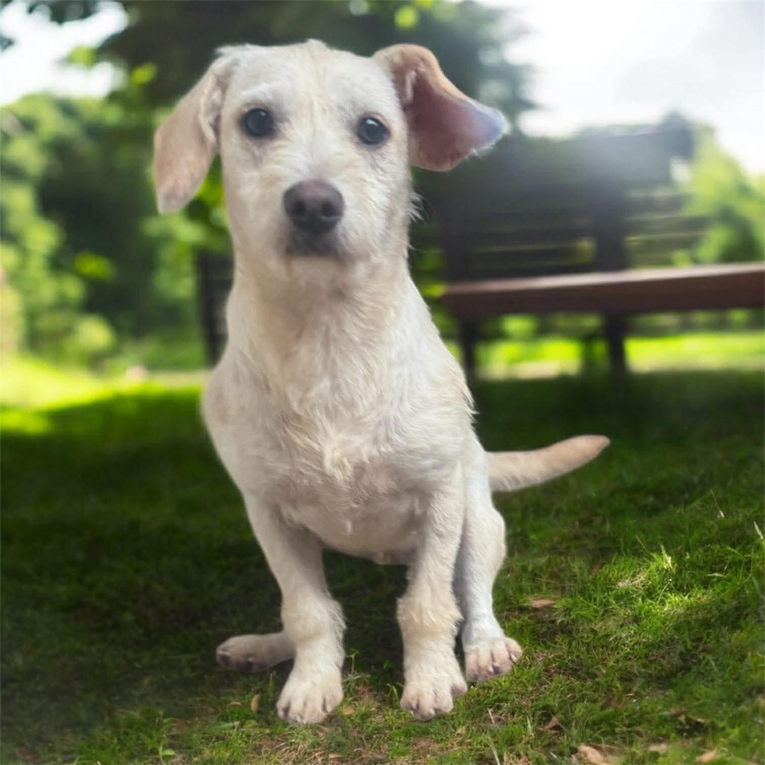 Harper, a Adoptable mixed breed in Puyallup, WA image 2/5