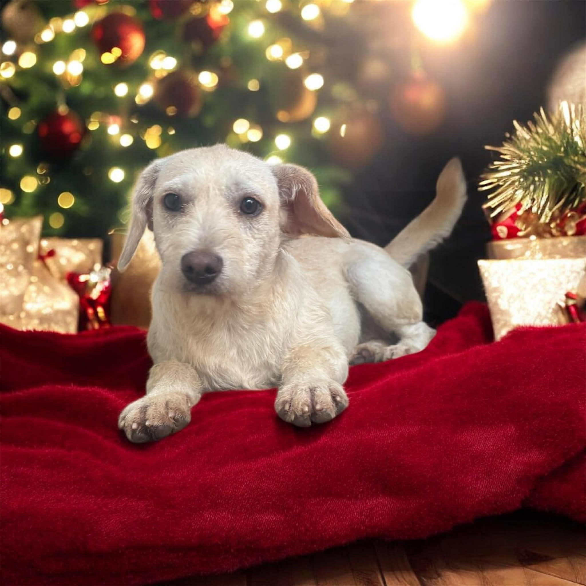 Harper, Adoptable, Young Female Terrier.