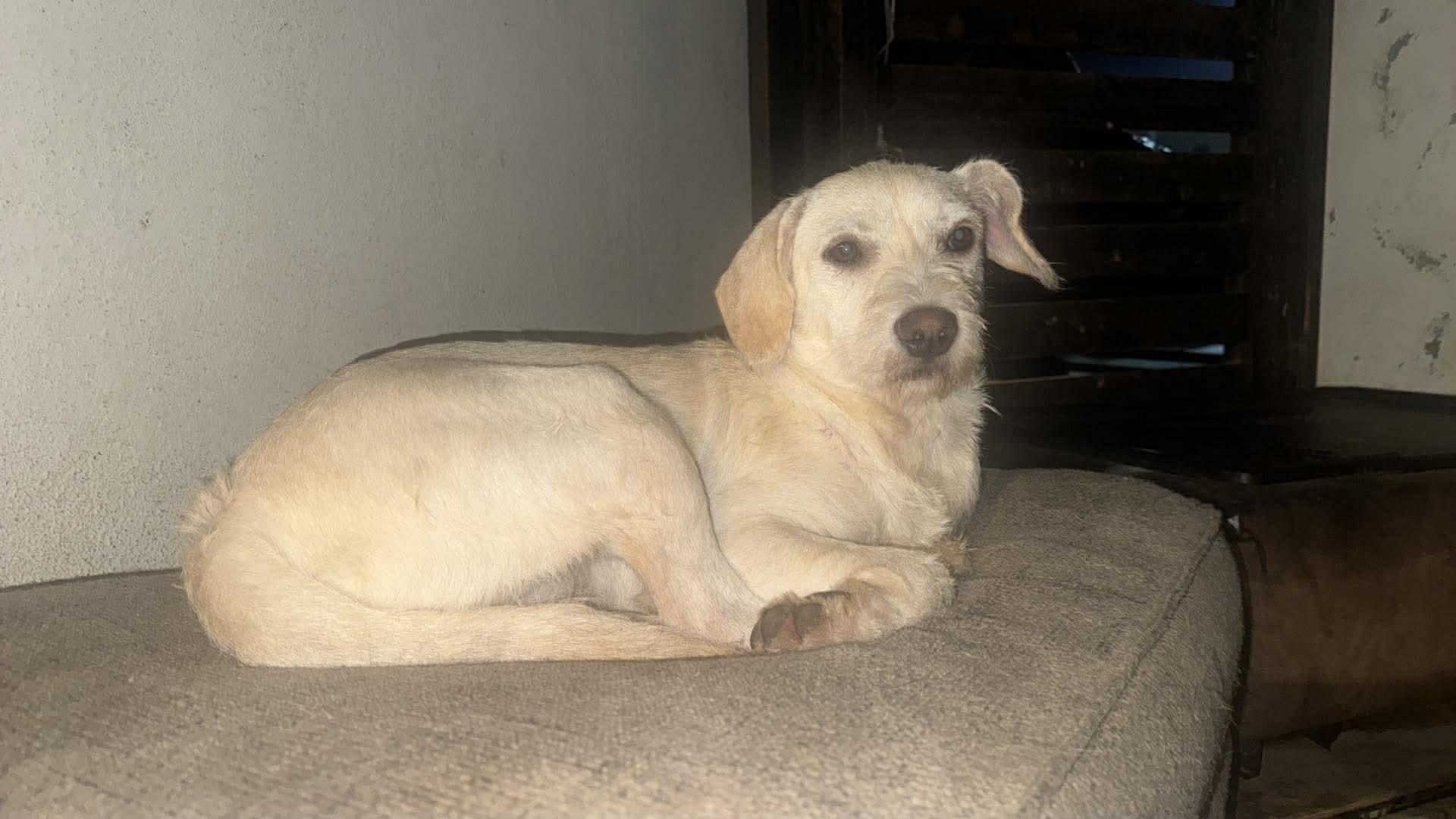 Harper, a Adoptable mixed breed in Puyallup, WA image 3/5