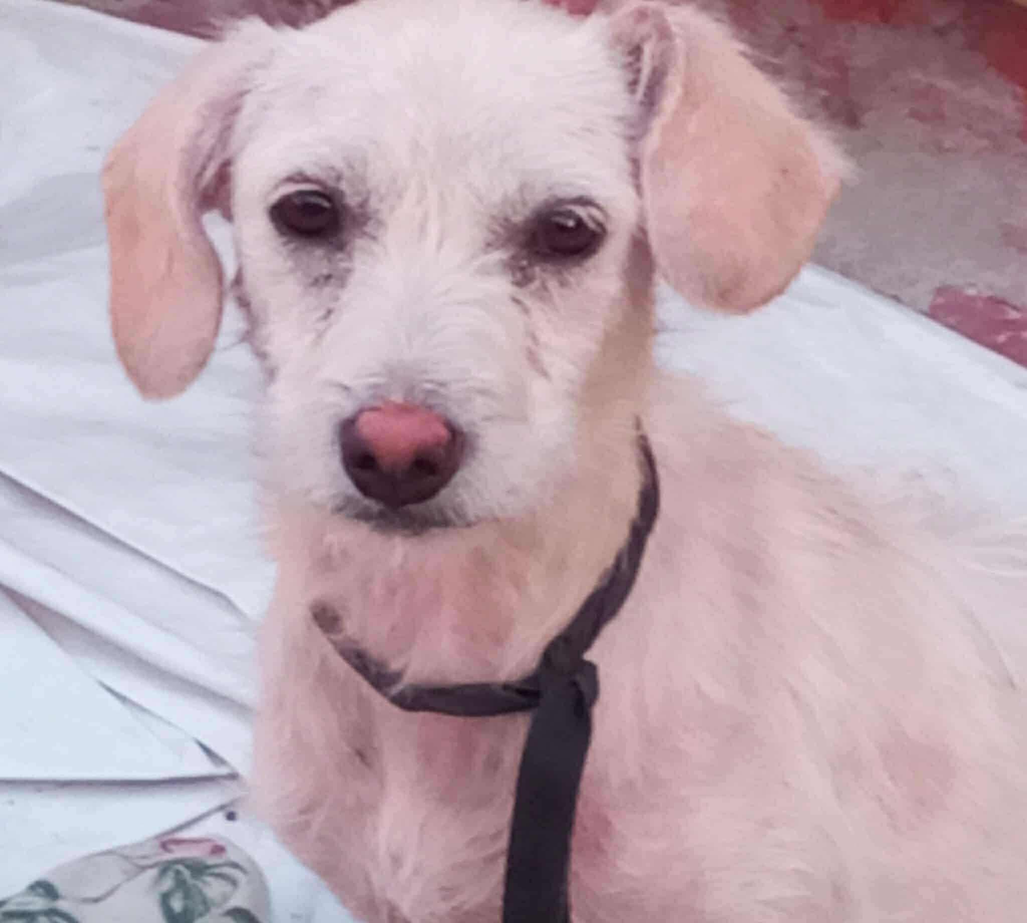 Harper, a Adoptable mixed breed in Puyallup, WA image 5/5