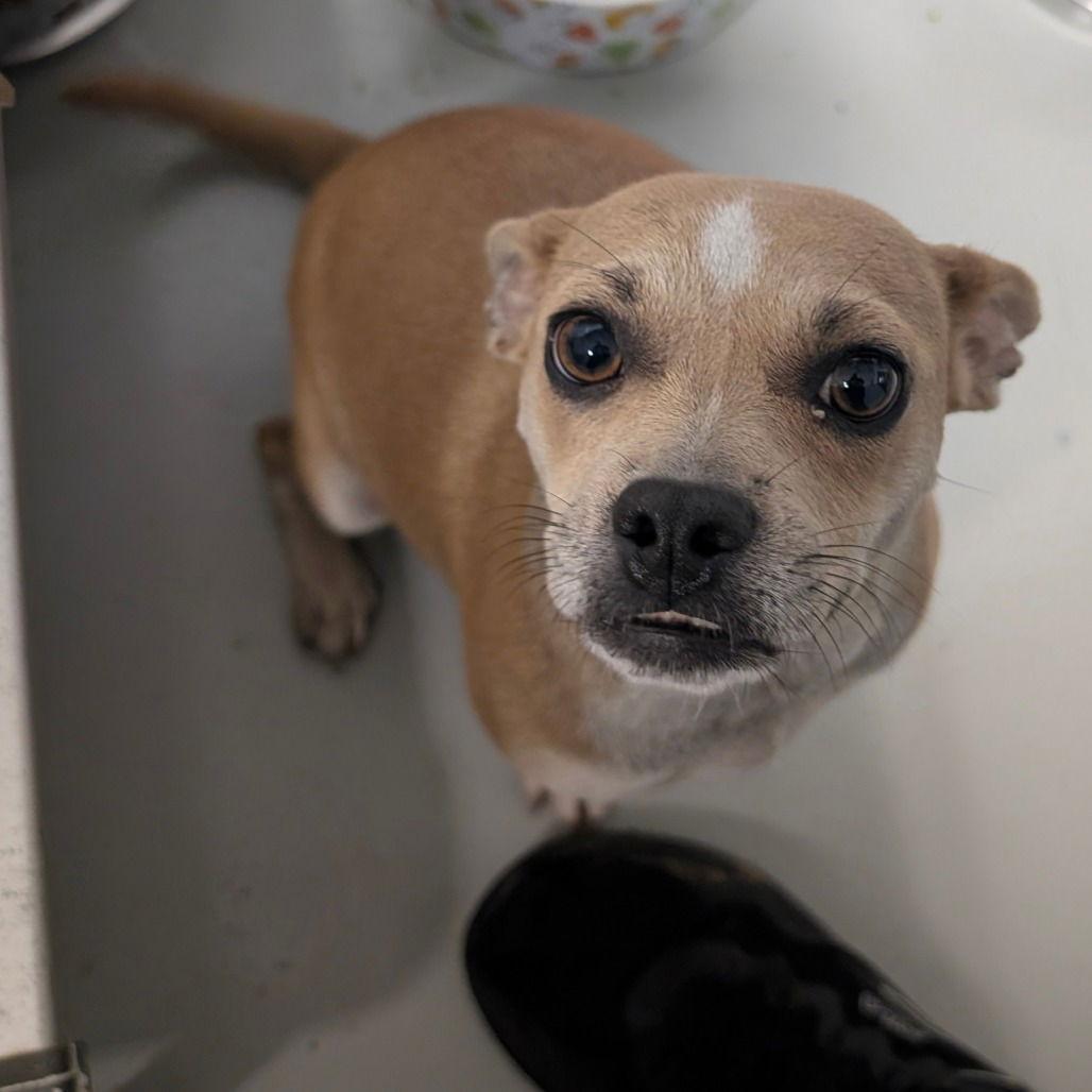 Enlarge MAPLE, a Adopted Chihuahua in Chico, CA image 1/1