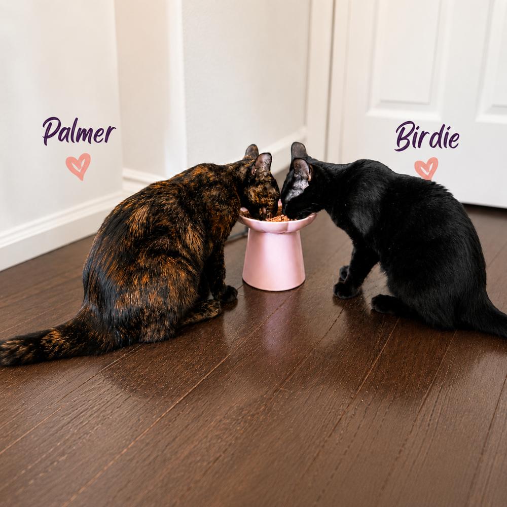Enlarge Augusta, Birdie & Palmer, a Adoptable American Shorthair in Westwood, NJ image 5/5