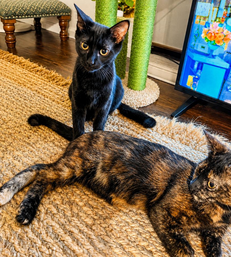 Enlarge Augusta, Birdie & Palmer, a Adoptable American Shorthair in Westwood, NJ image 3/5