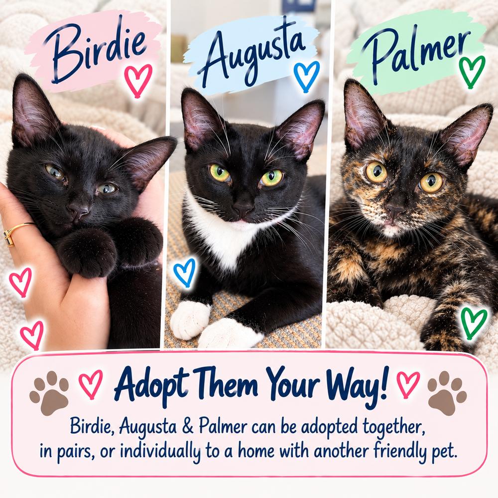 Augusta, Birdie & Palmer, Adoptable, Kitten Female American Shorthair.