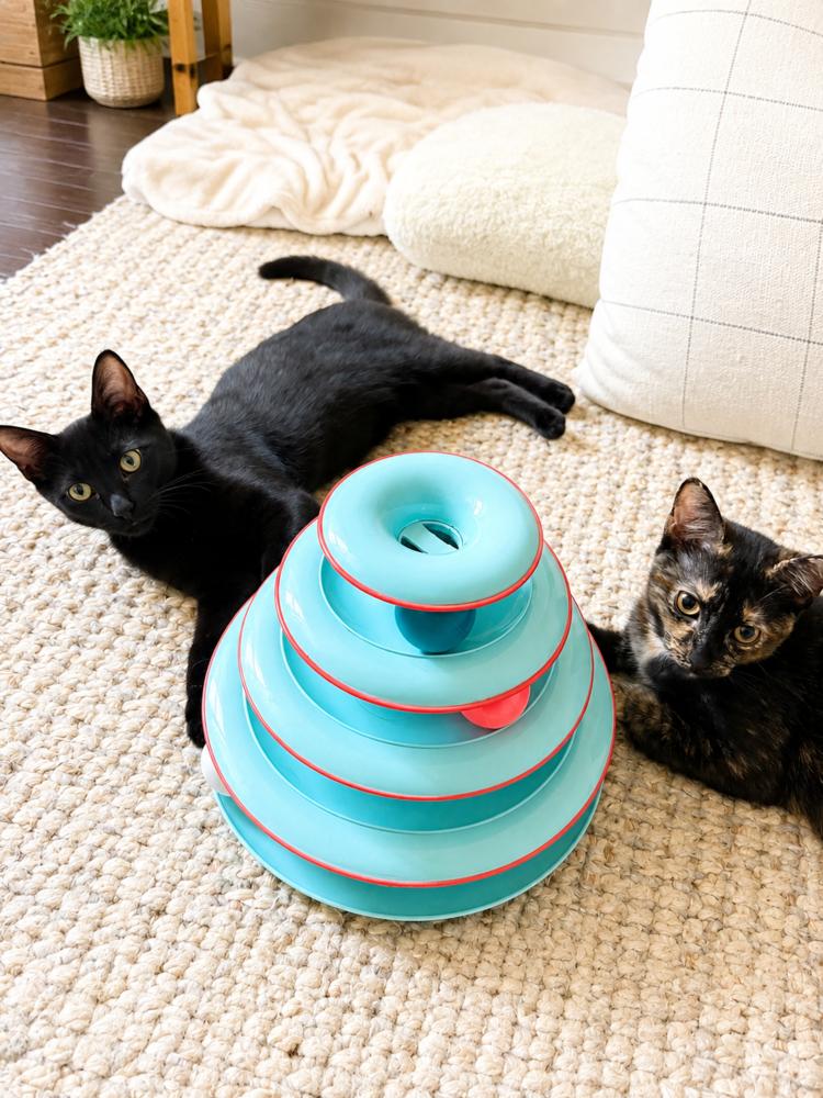 Enlarge Augusta, Birdie & Palmer, a Adoptable American Shorthair in Westwood, NJ image 2/5