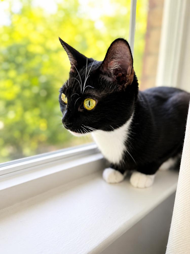 Enlarge Augusta, Birdie & Palmer, a Adoptable American Shorthair in Westwood, NJ image 4/5