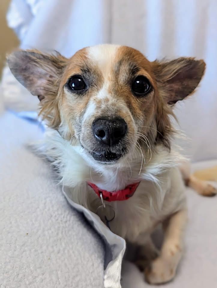 Enlarge Ozzy, a Adopted Chiweenie in Plant City, FL image 1/2