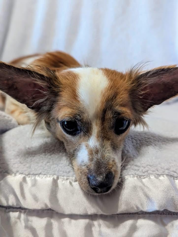 Ozzy, Adopted, Young Male Chiweenie.