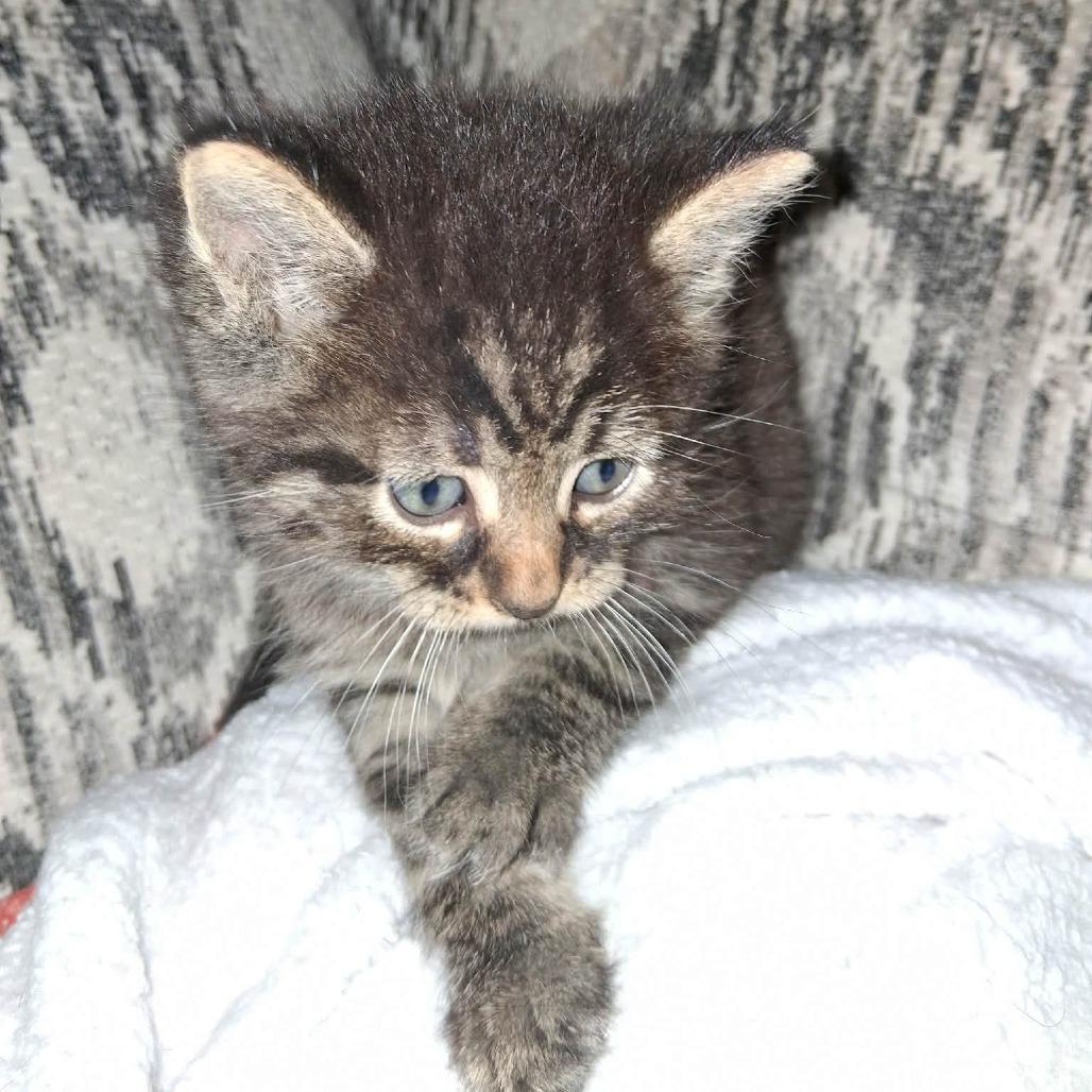 Frodo, Adoptable, Kitten Male Domestic Medium Hair.